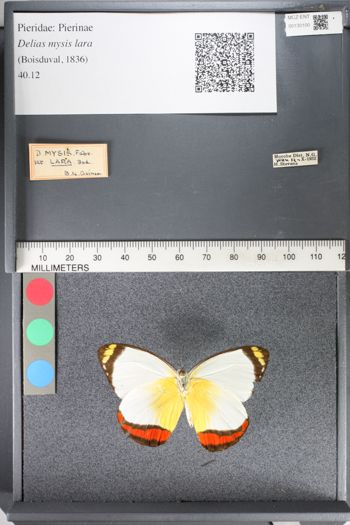 Media type: image;   Entomology 130100